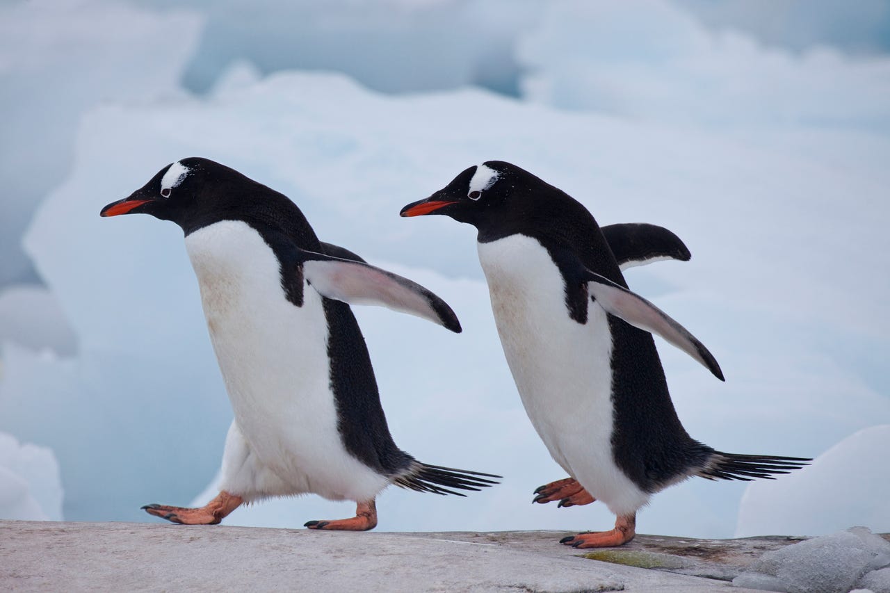 Two penguins are walking to the left