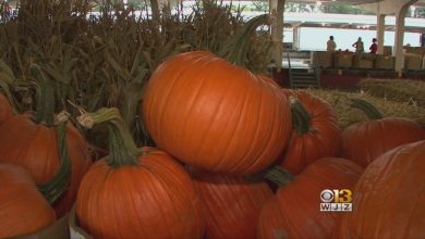 Pumpkins Are The Latest Affected By The Supply Chain Shortage – CBS Baltimore