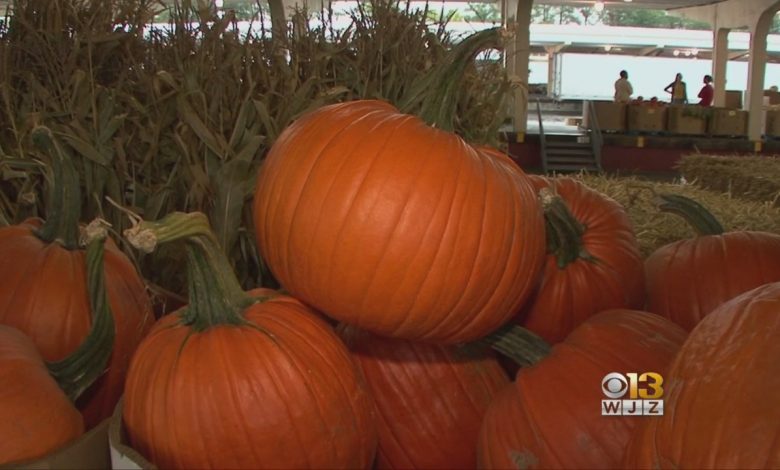Pumpkins Are The Latest Affected By The Supply Chain Shortage – CBS Baltimore