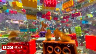 Can Lego help save Singapore's coral reefs?