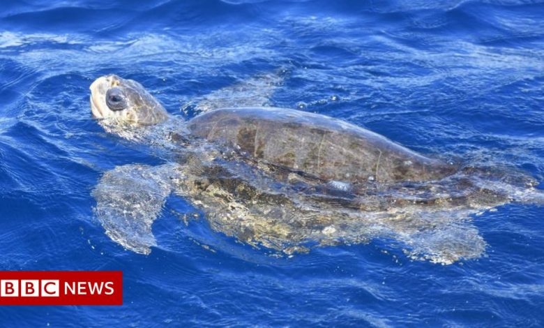 Hundreds of sea turtles wash up dead in Mexico