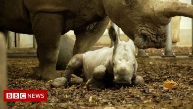 ICYMI: A baby rhino and million dollar trainers