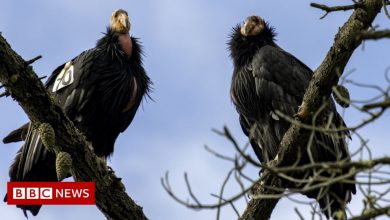 California condors: Virgin births discovered in critically endangered birds