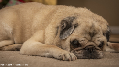 Owner Determines What Kind Of Day It'll Be Based On His Senior Pug