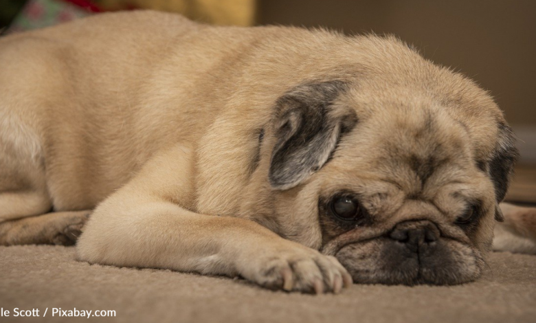 Owner Determines What Kind Of Day It'll Be Based On His Senior Pug