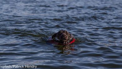 Boaters Save Drowning Dog After Spotting Him In Middle Of Ocean