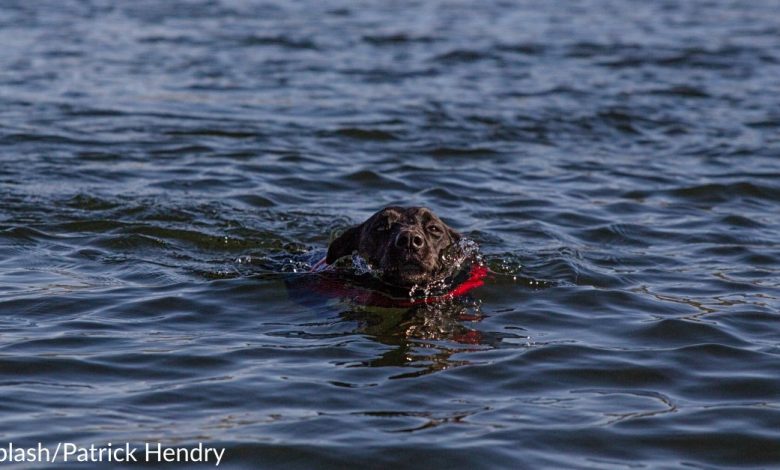 Boaters Save Drowning Dog After Spotting Him In Middle Of Ocean