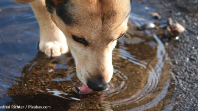 Puddles May Be Putting Your Dogs At Risk