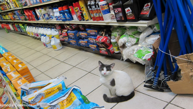 People Can't Get Enough Of The Bodega Cats On Social Media