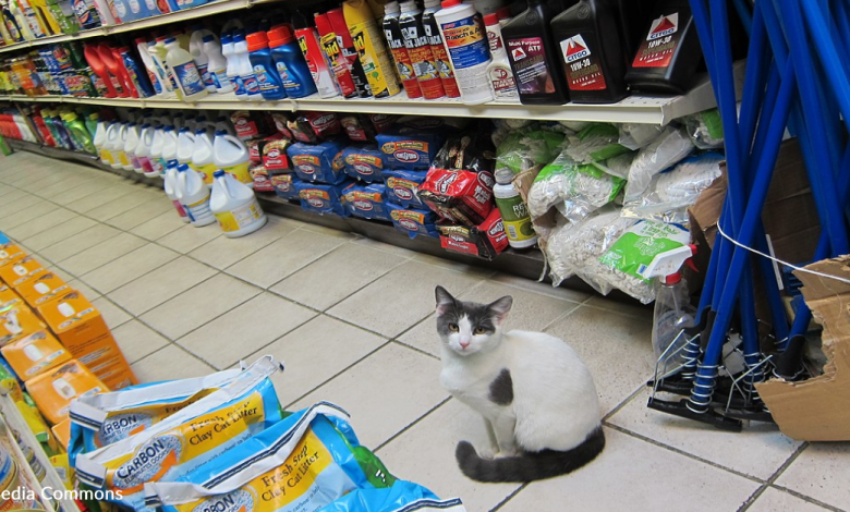 People Can't Get Enough Of The Bodega Cats On Social Media