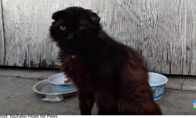 Stray Cat Covered In Lice And Suffering From Untreated Wound Finds Forever Home
