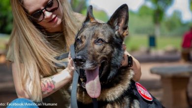 Retired Military K-9 Gets Adopted By Veteran After Heartwarming Reunion