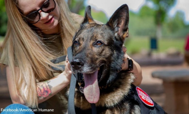Retired Military K-9 Gets Adopted By Veteran After Heartwarming Reunion