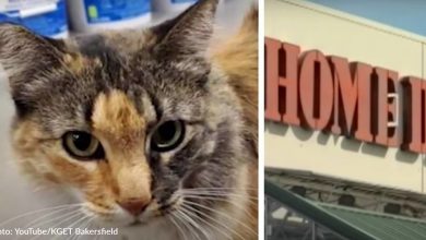 Beloved Stray Gets Evicted From Home Depot Where She Lived For 10 Years