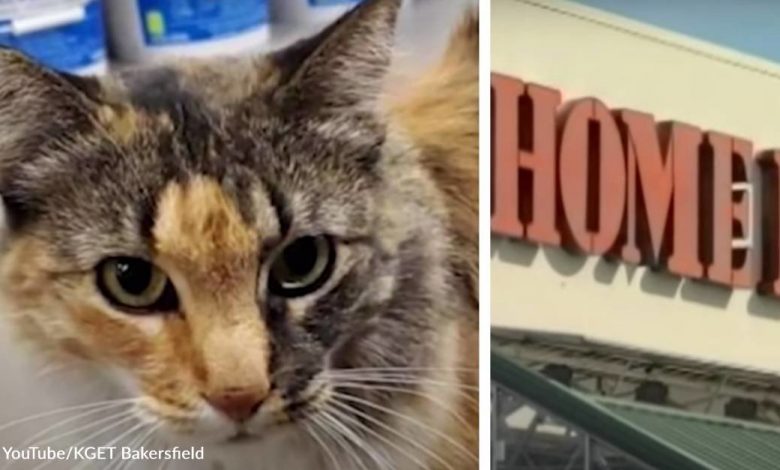 Beloved Stray Gets Evicted From Home Depot Where She Lived For 10 Years