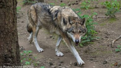 Wisconsin's Fall Wolf Hunt Temporarily Halted By Judge