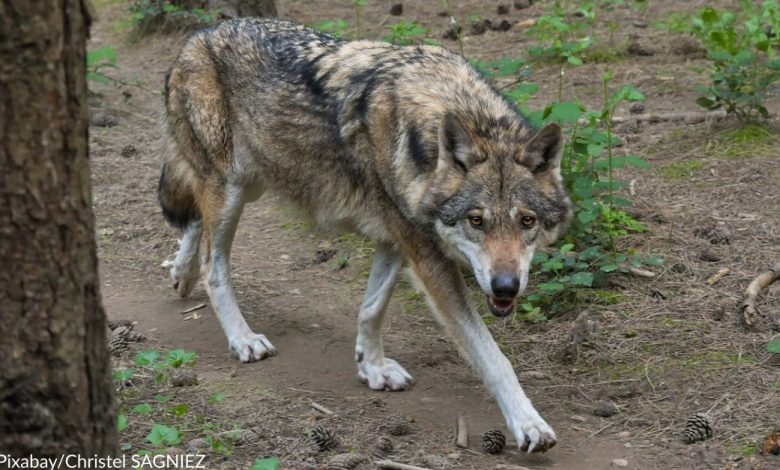 Wisconsin's Fall Wolf Hunt Temporarily Halted By Judge