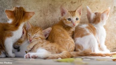 5 Ways To Save Lives On National Cat Day
