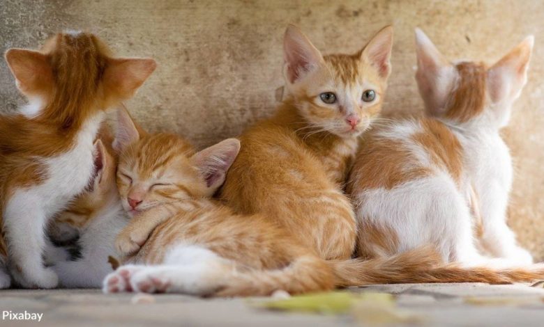 5 Ways To Save Lives On National Cat Day