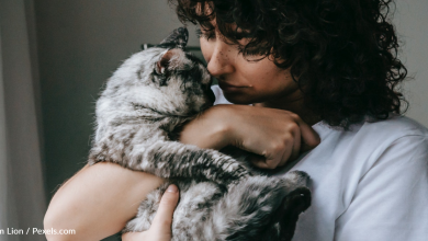 Did You Know That Cats Could Be As Affectionate As Dogs?