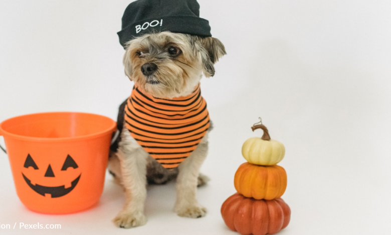How To Make Halloween Gummy Candy For Your Dogs
