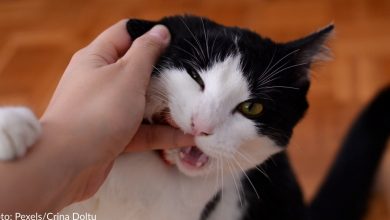 Why Cats Bite & How To Stop It