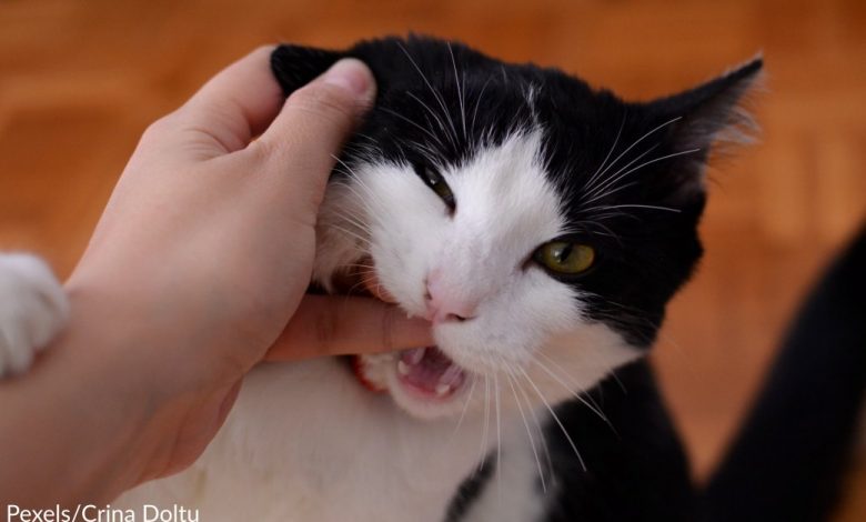Why Cats Bite & How To Stop It