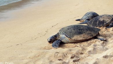 Hundreds Of Endangered Sea Turtles Found Dead On Mexico Beach