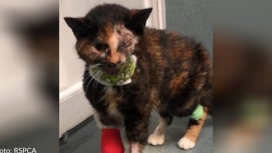 Stray Cat Miraculously Survives Being Hit By Bus And Finds Forever Home