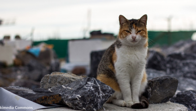 Istanbul Is Helping Stray Cats By Putting Out Outdoor Cat Houses