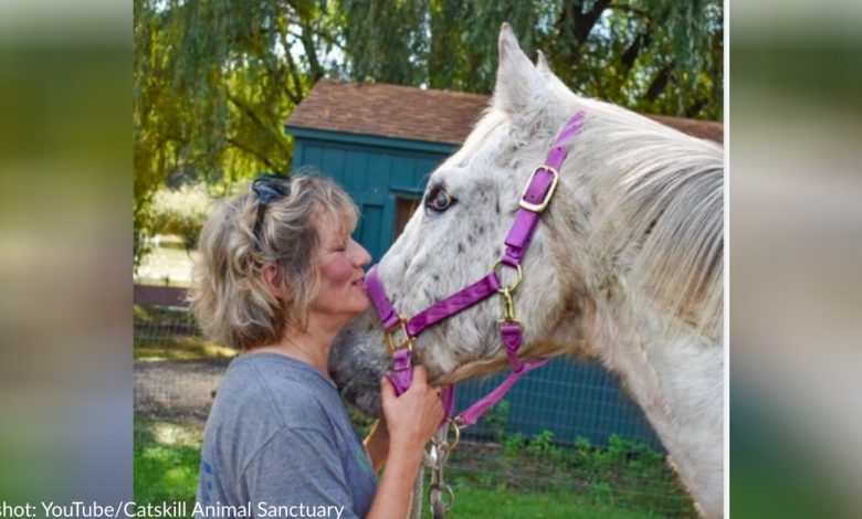Senior Blind Horse Saved From Euthanasia By Animal Sanctuary