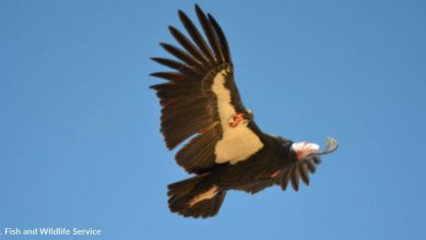 California Condors Have Reproduced Asexually, a First Known Occurrence in the Species