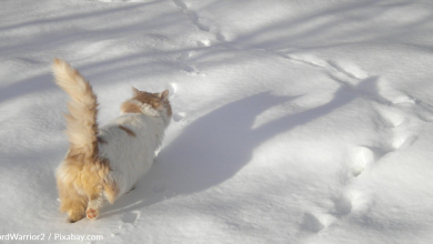Cats Avoid Predators, Surprise Prey By "Direct Registering" Their Footprints