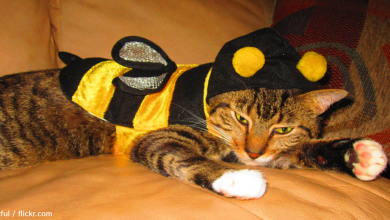 Experts Say You Shouldn't Dress Your Cat Up For Halloween