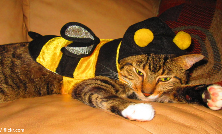 Experts Say You Shouldn't Dress Your Cat Up For Halloween