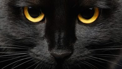 The portrait of a black cat.