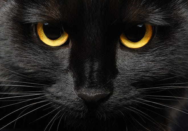 The portrait of a black cat.