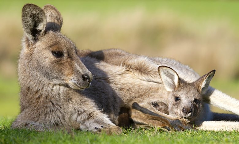 David Kleinert Photography | Eastern Grey Kangaroo
