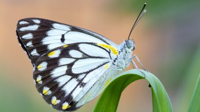 David Kleinert Photography | Caper White Butterfly
