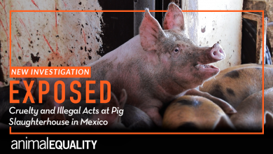 Cruel and Illegal Acts Exposed in Mexican Slaughterhouse