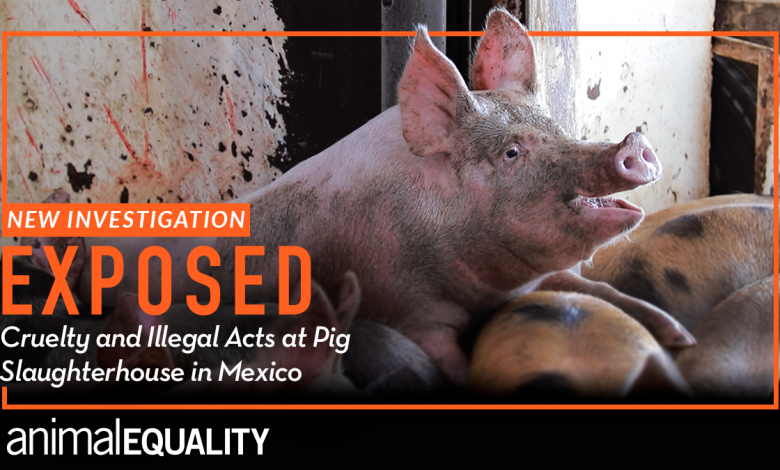 Cruel and Illegal Acts Exposed in Mexican Slaughterhouse
