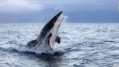 Scientists reveal why great white sharks might attack humans