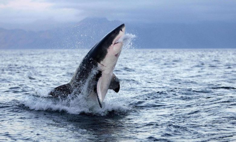 Scientists reveal why great white sharks might attack humans