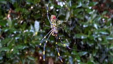 Some in Georgia spooked as large, non-native spiders show up by the hundreds