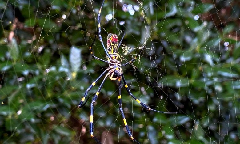 Some in Georgia spooked as large, non-native spiders show up by the hundreds