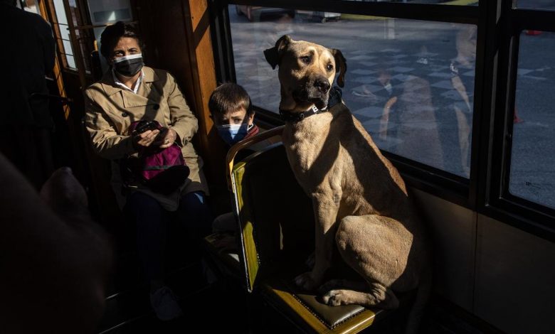 The adventures of Boji, Istanbul’s traveling dog