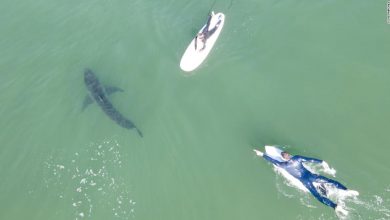 Watch close encounter between surfers and great white shark