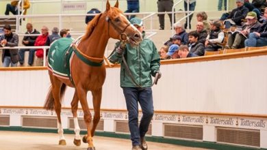 Juddmonte Lots Top Day Three of Tattersalls HIT Sale