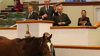 Shadwell to Offer 18 at Tattersalls Dec. Yearling Sale
