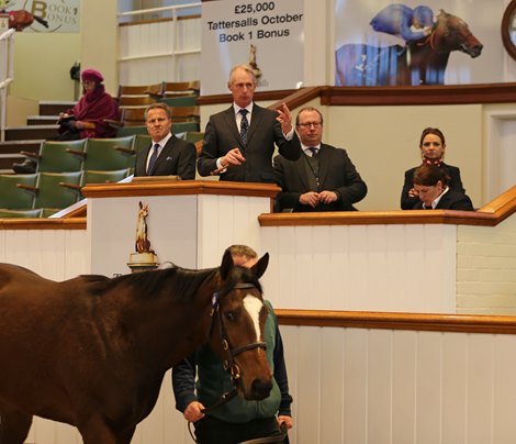 Shadwell to Offer 18 at Tattersalls Dec. Yearling Sale